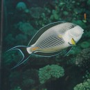 Fotografie eines gestreiften Doktorfisches (aus Sillner, Ludwig: Mit der Kamera auf Unterwasserjagd, S. 105)