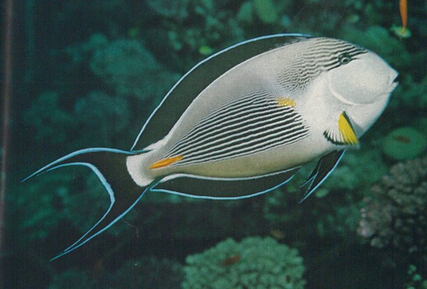 Fotografie eines gestreiften Doktorfisches (aus Sillner, Ludwig: Mit der Kamera auf Unterwasserjagd, S. 105)