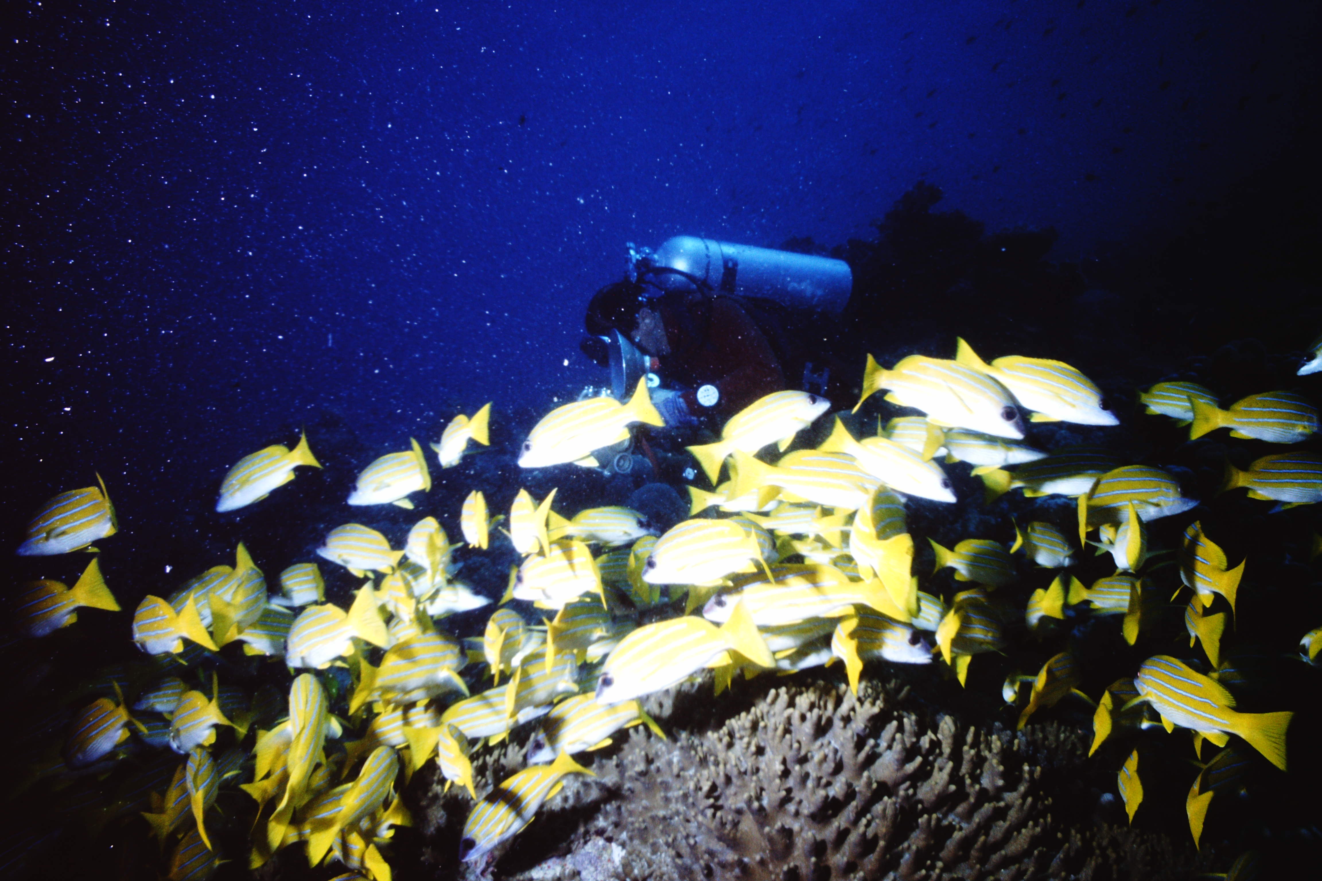 Forschungsfahrt zu den Malediven, Großschulen-Meerbarbe (Mulloides vanicolensis)